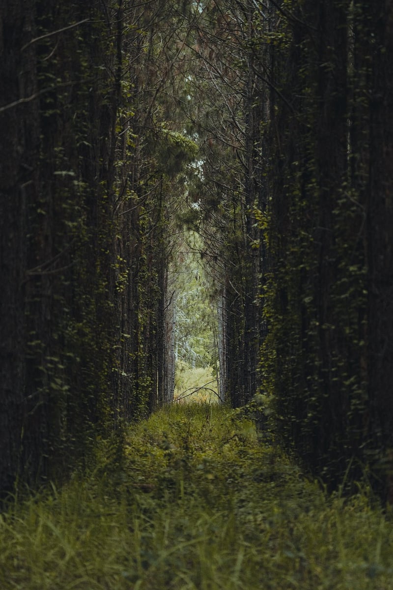 Elven Pathways