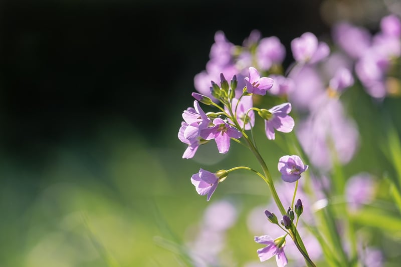 Exotic Orchid